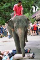 Elephant Tricks, Rose Garden Cultural Show, Bangkok